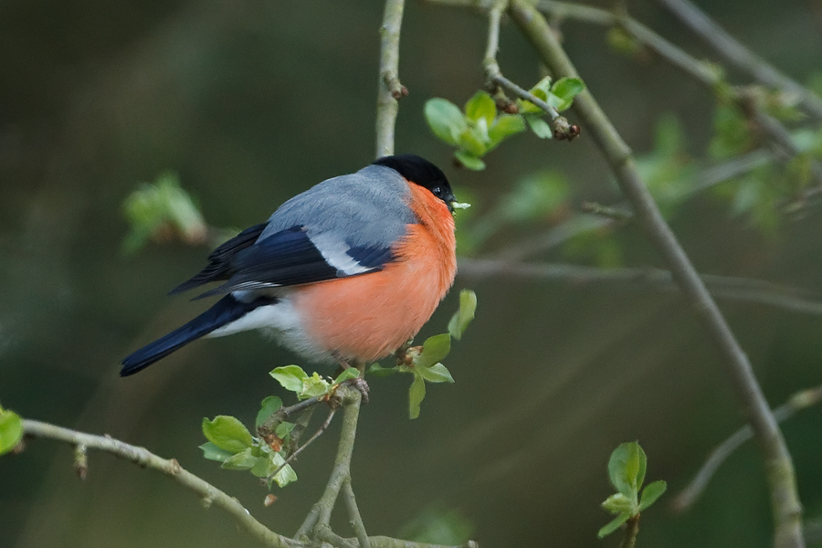 Pyrrhula pyrrhula Bullfinch Goudvink